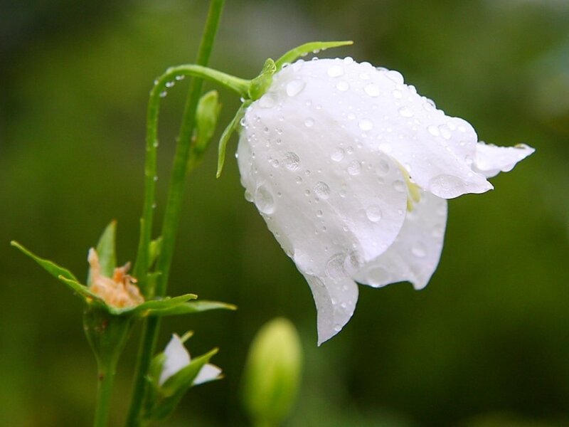 White Bellflower with Dew
