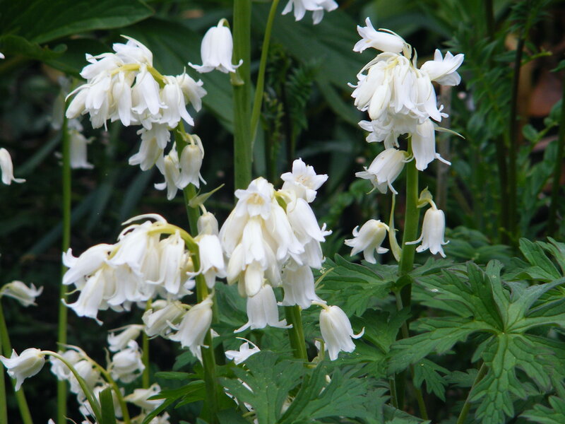 white bellflowers in garden