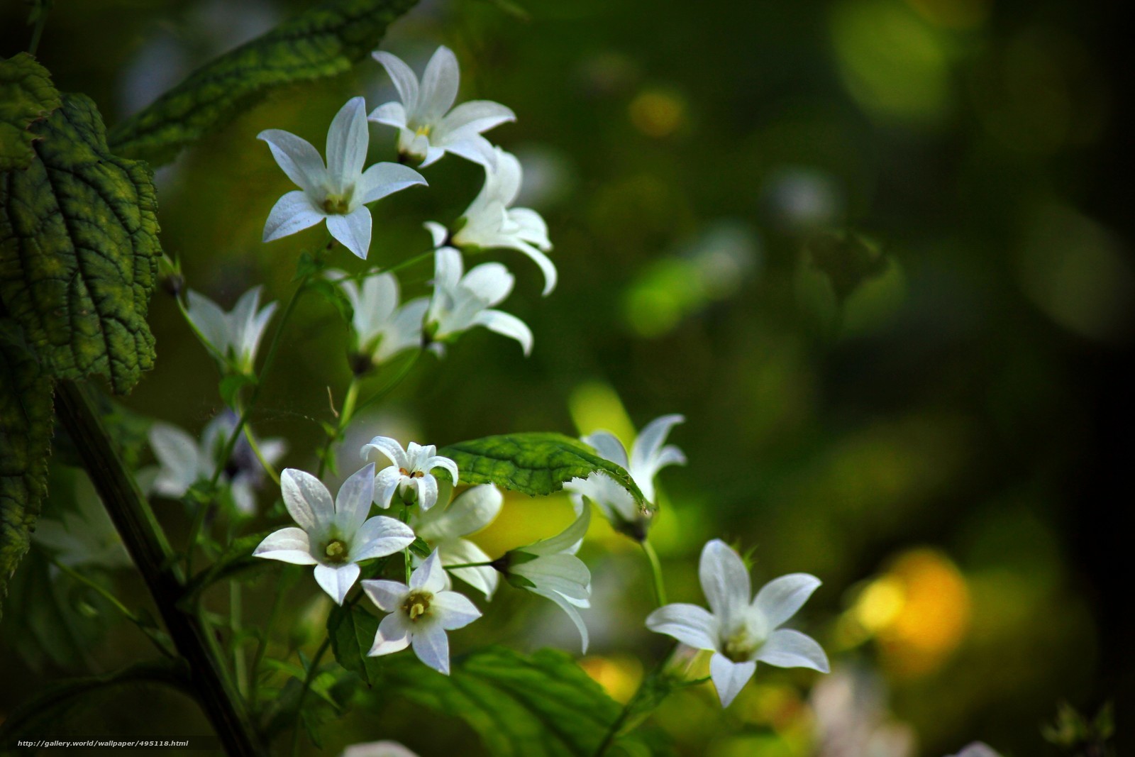 White bellflowers in green foliage