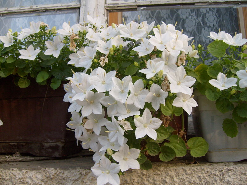 White Bellflowers in Pots