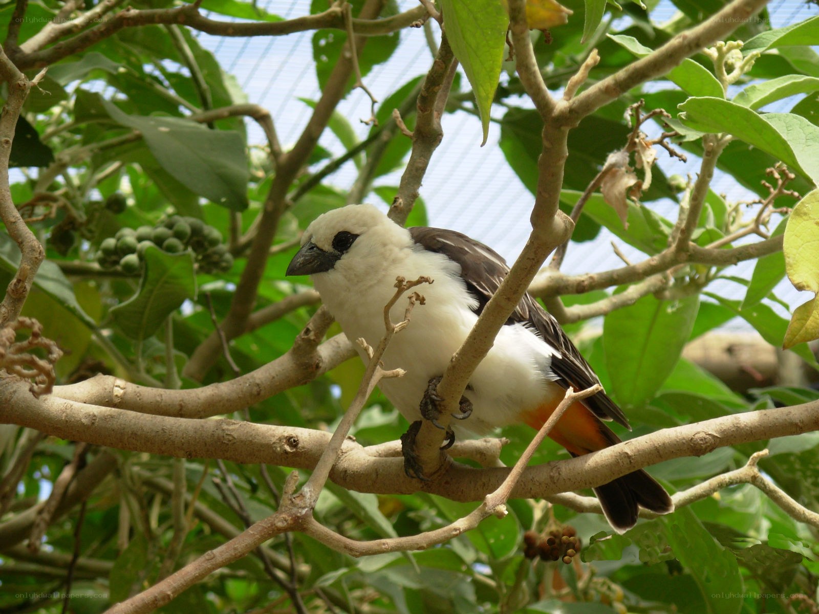 white-bellied bird on a branch