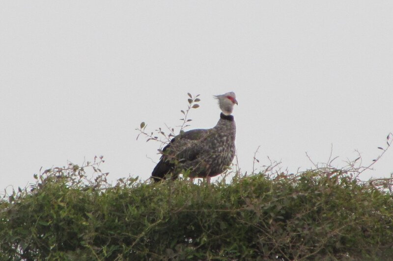 White-bellied Guineafowl