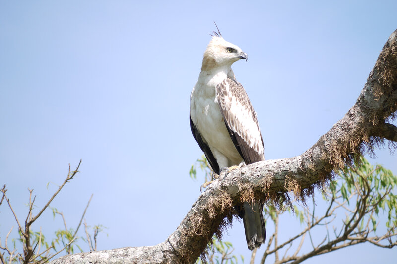 White-bellied Sea Eagle