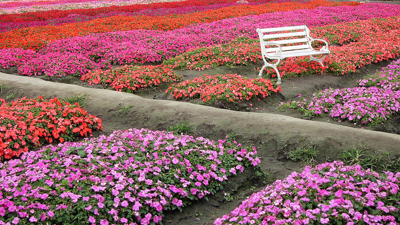 White Bench in Flower Garden