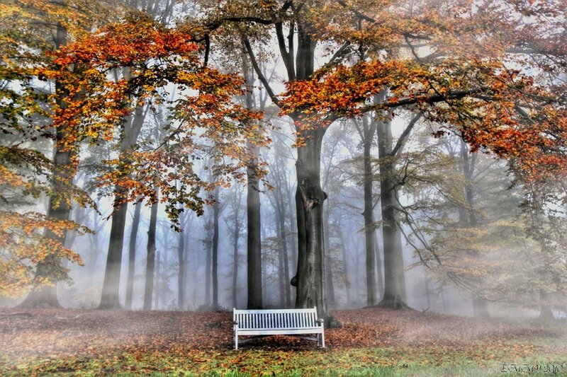 White Bench in Forest