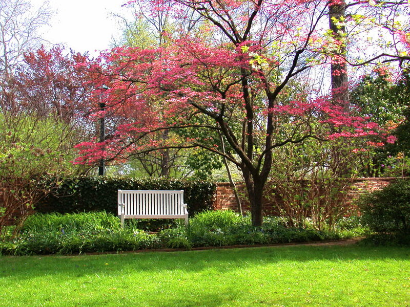White Bench in Garden — Green, Serene, Spring, Photograph