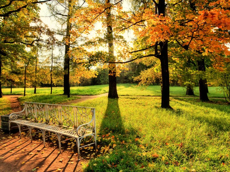 White Bench in Park — Green, Serene