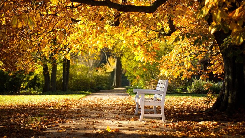 White Bench under Trees — Yellow, Serene, Autumn, Photograph, Path, Leaves