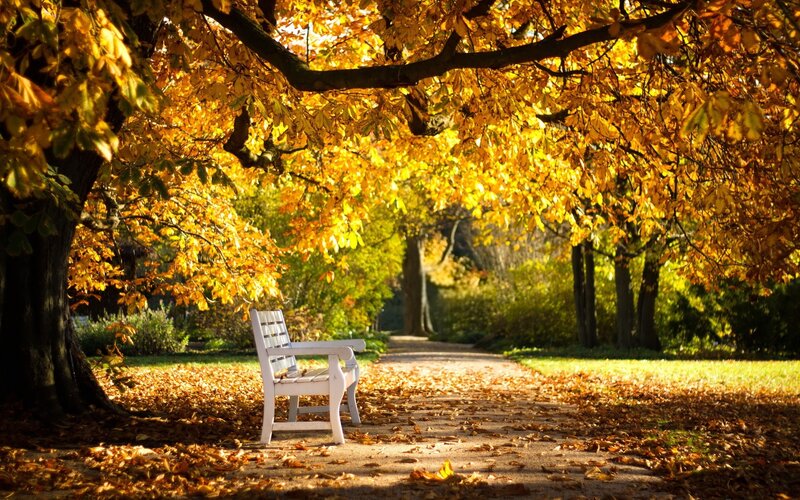 White Bench under Trees — Yellow, Serene, Autumn