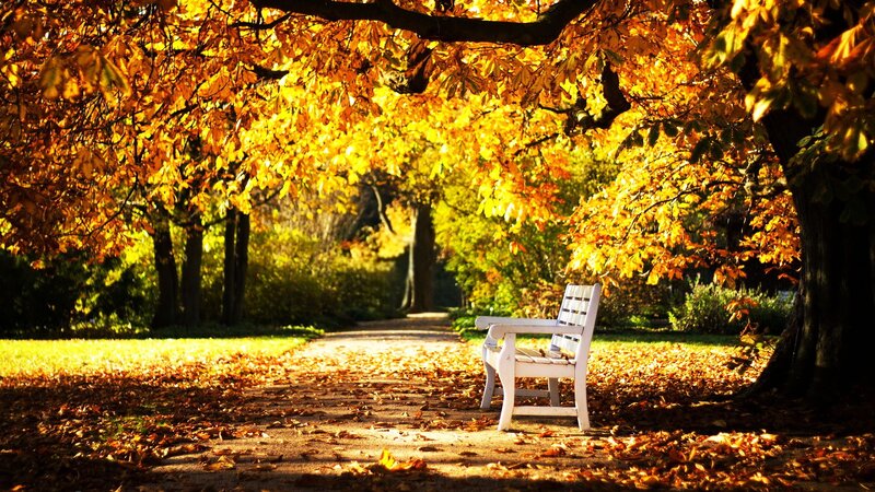 White Bench under Trees — Yellow, Serene