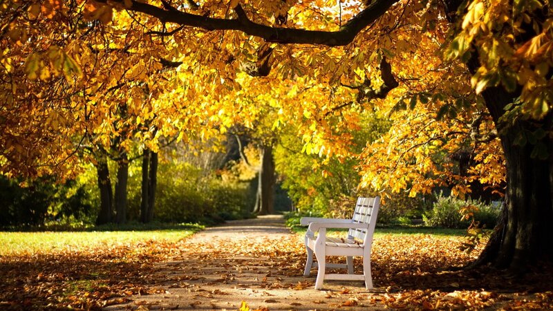 White Bench under Trees — Yellow