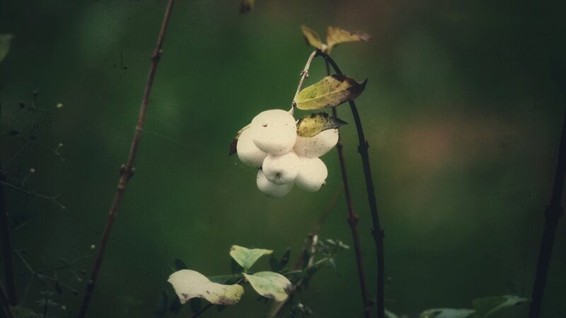 White Berries on Branch — Green