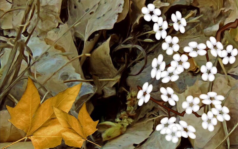 White Berries on Branch