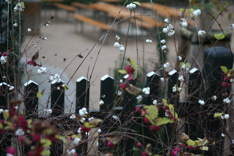 White Berries on Branches