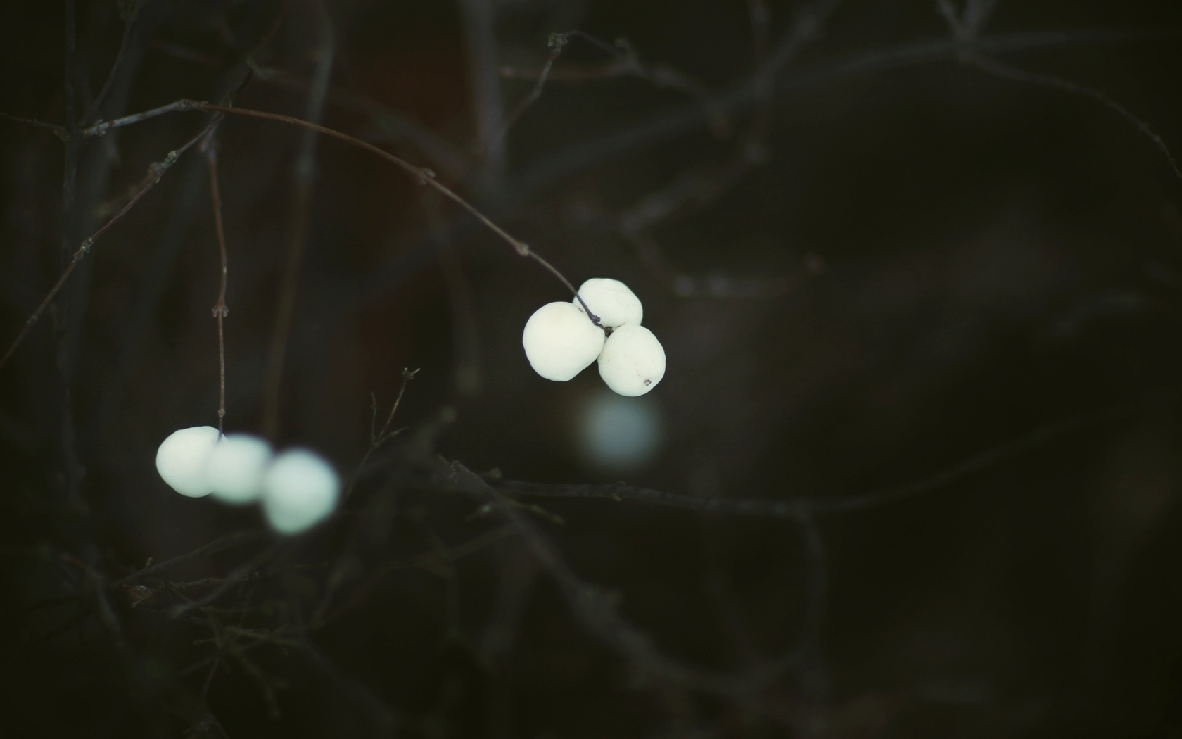 White berries on dark branches