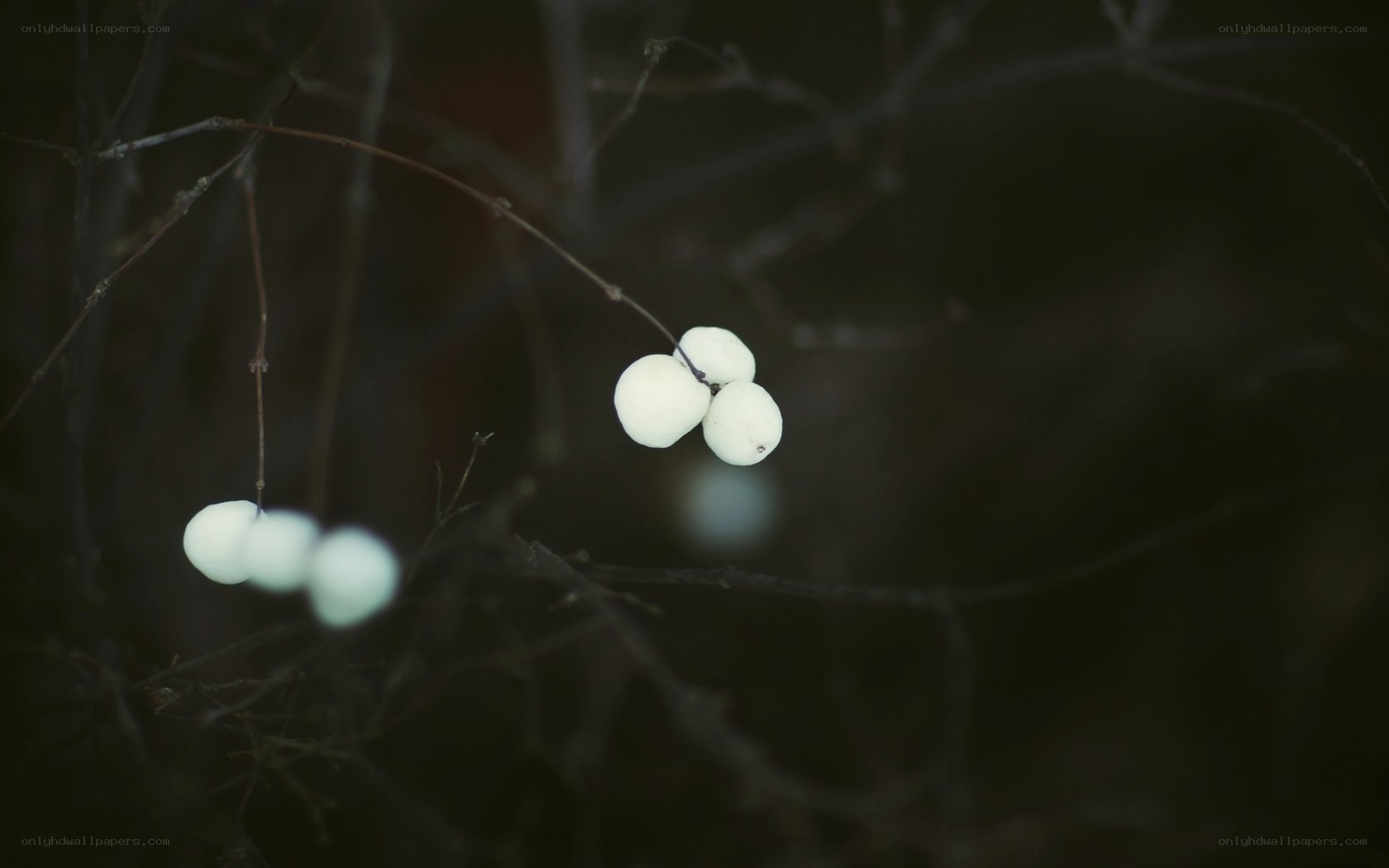 White berries on dark branches