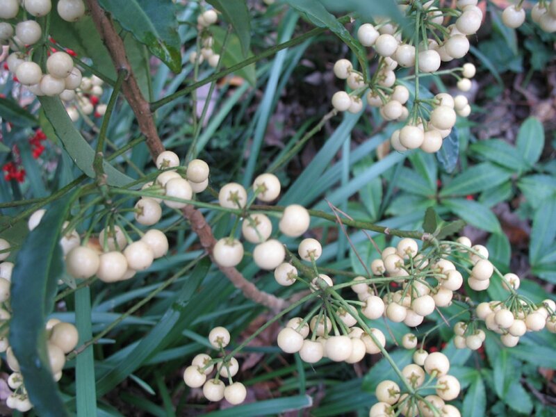 White Berries on Green Plant