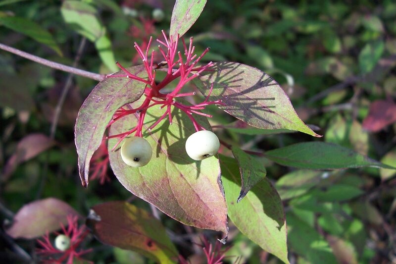 White berries on red stems
