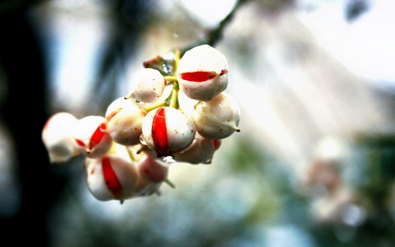white berries with red streaks