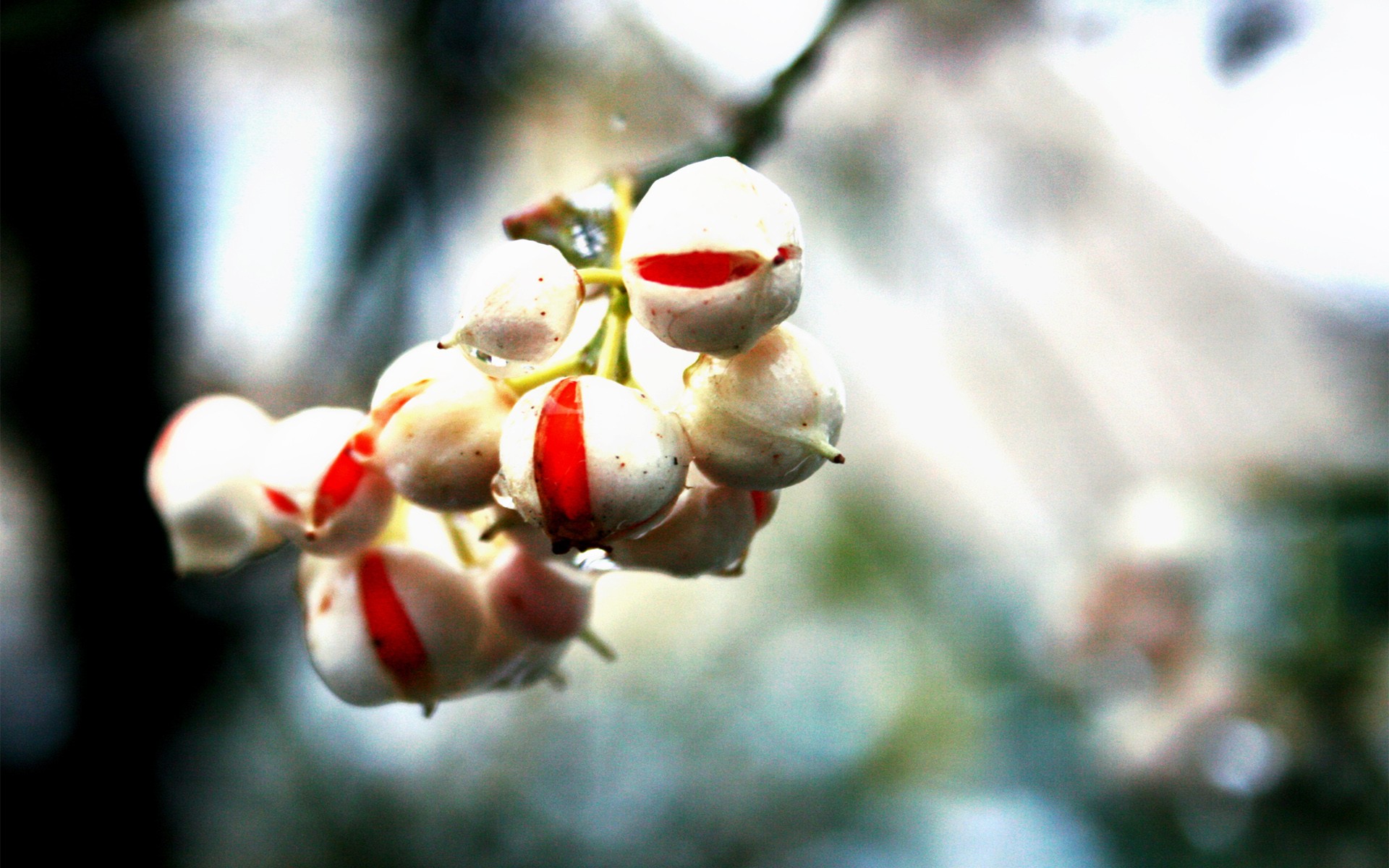 white berries with red streaks