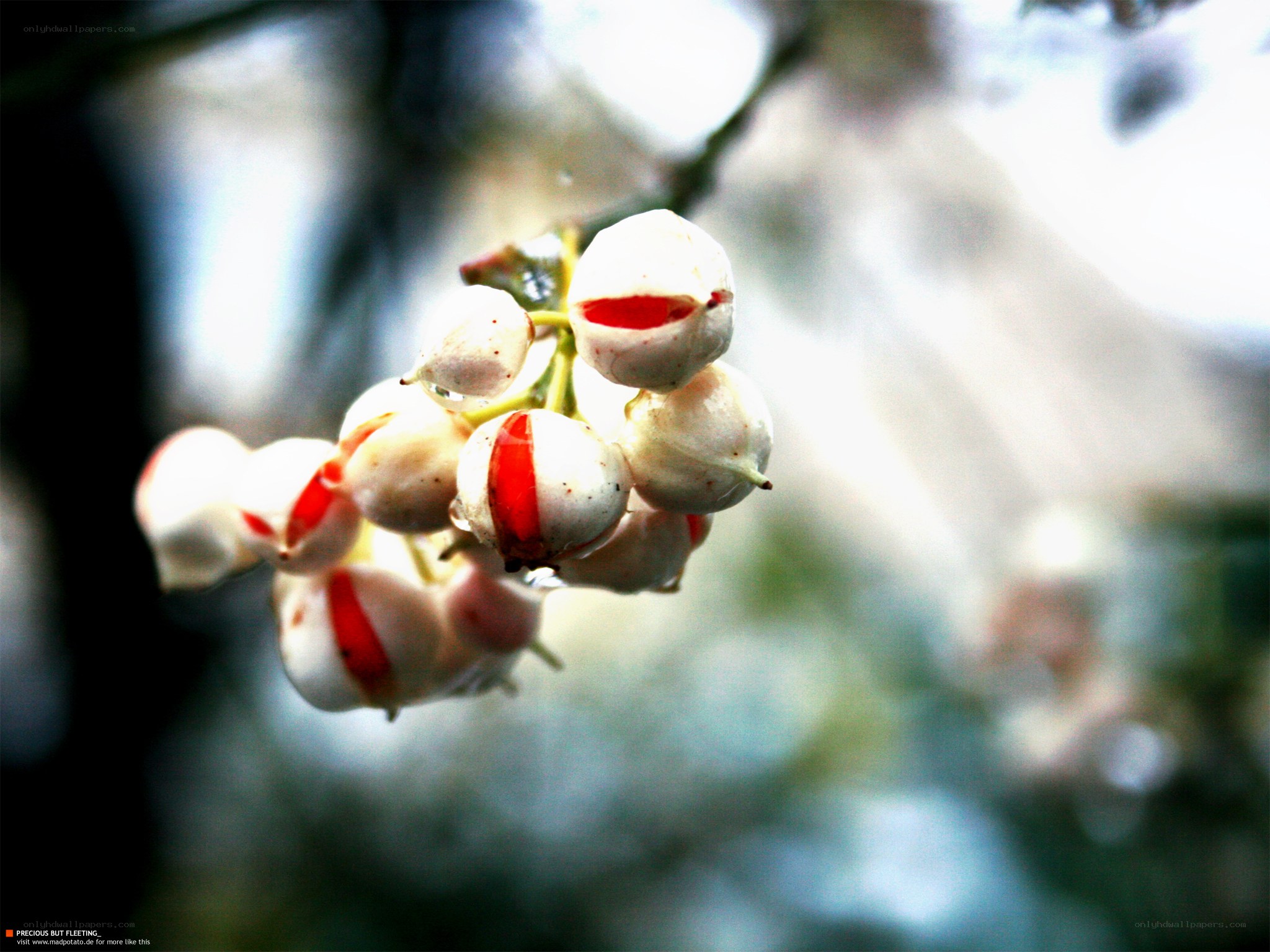 white berries with red stripes