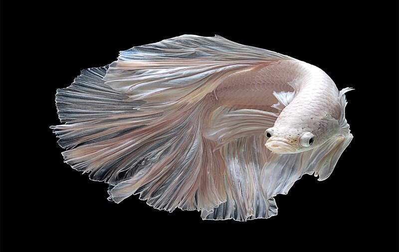 White Betta Fish — Dramatic