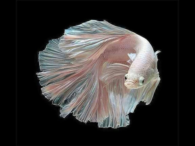 White Betta Fish — Serene
