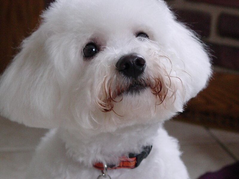 White Bichon Frise Dog — Calm