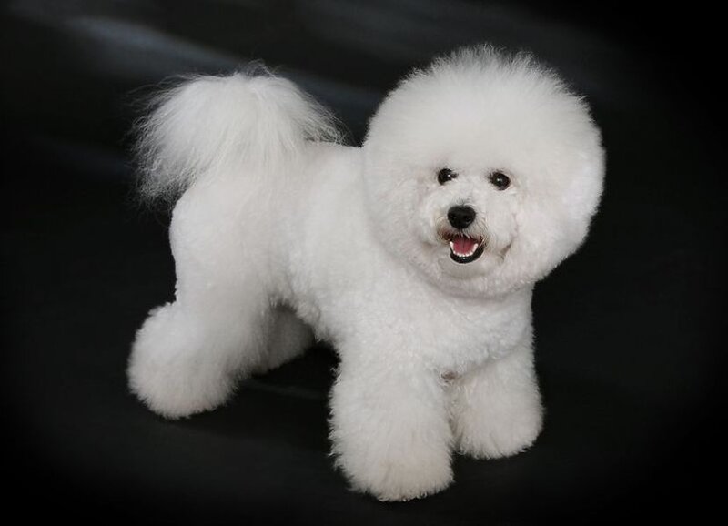 White Bichon Frise Dog — Neutral