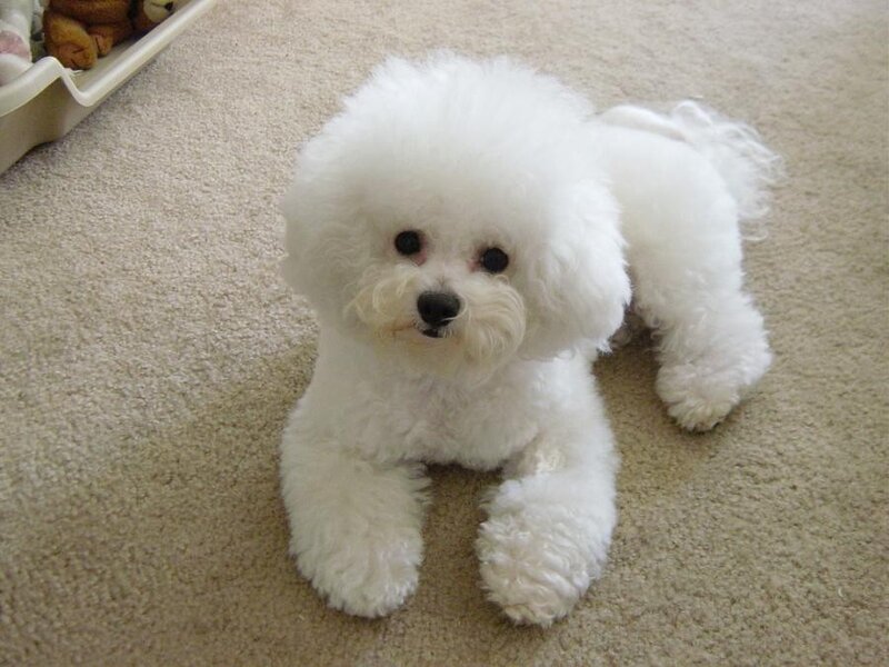 white bichon frise dog