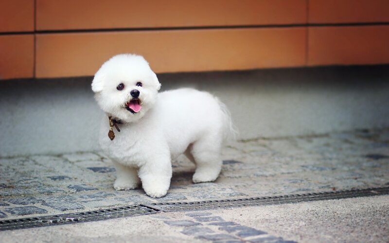 White Bichon Puppy