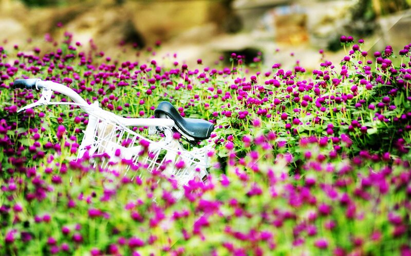 White Bicycle in Flowers