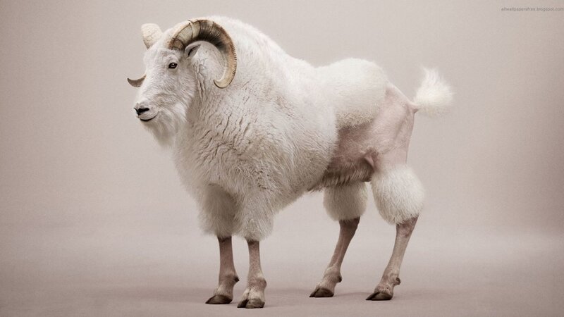 white bighorn sheep