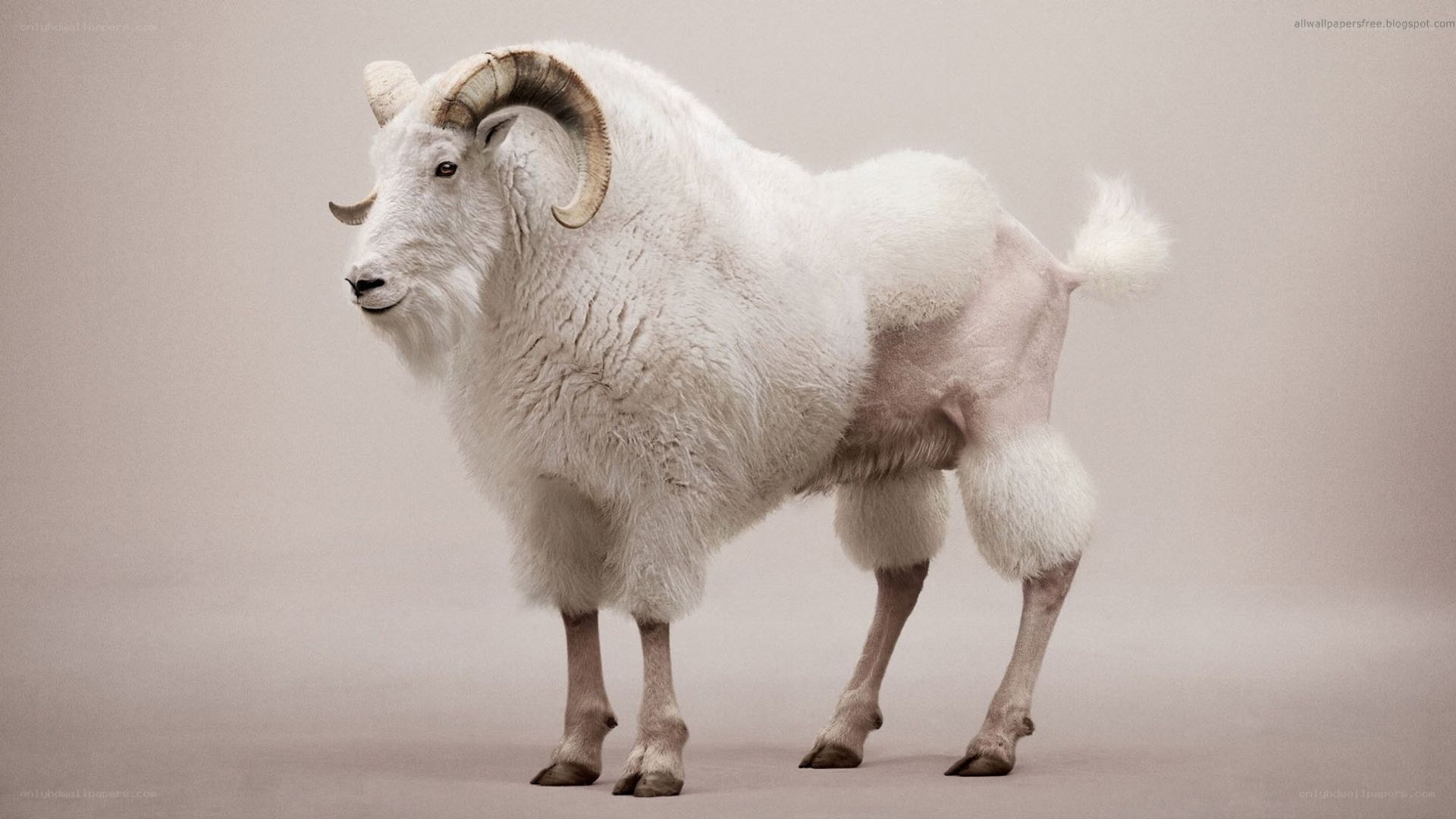 white bighorn sheep