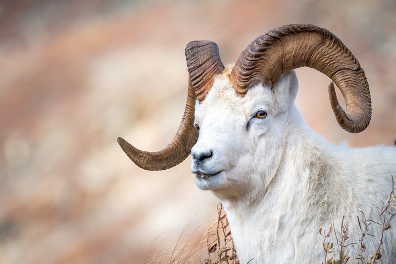 White Bighorn Sheep — Calm