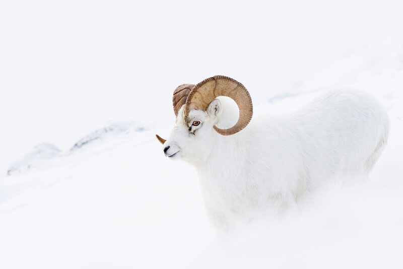 White bighorn sheep in snow