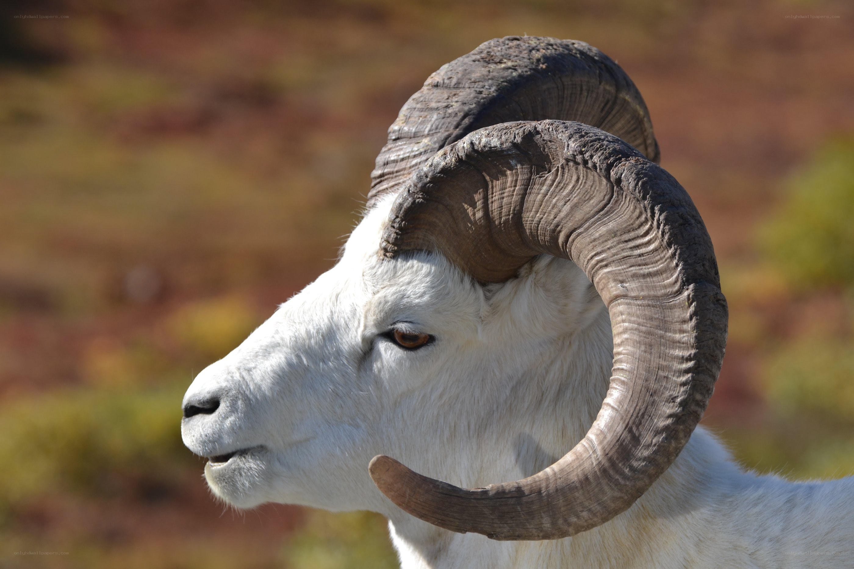 White bighorn sheep profile