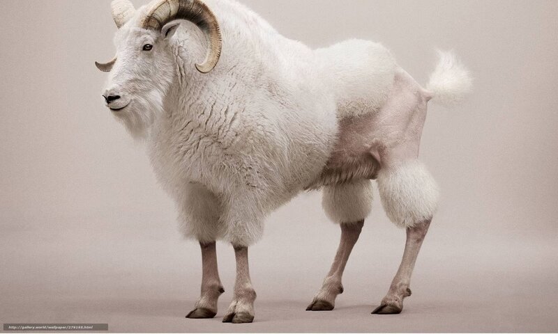 white bighorn sheep