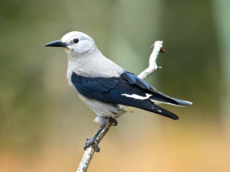 White-billed Magpie