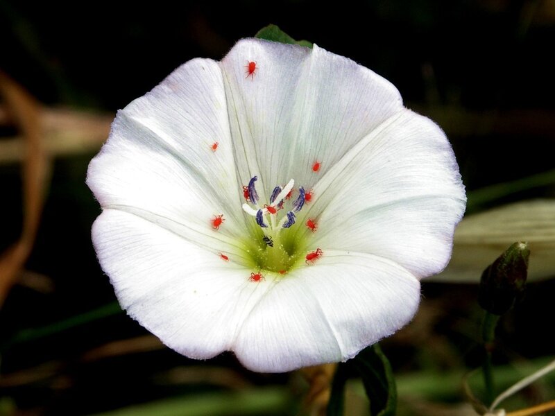 White Bindweed Flower