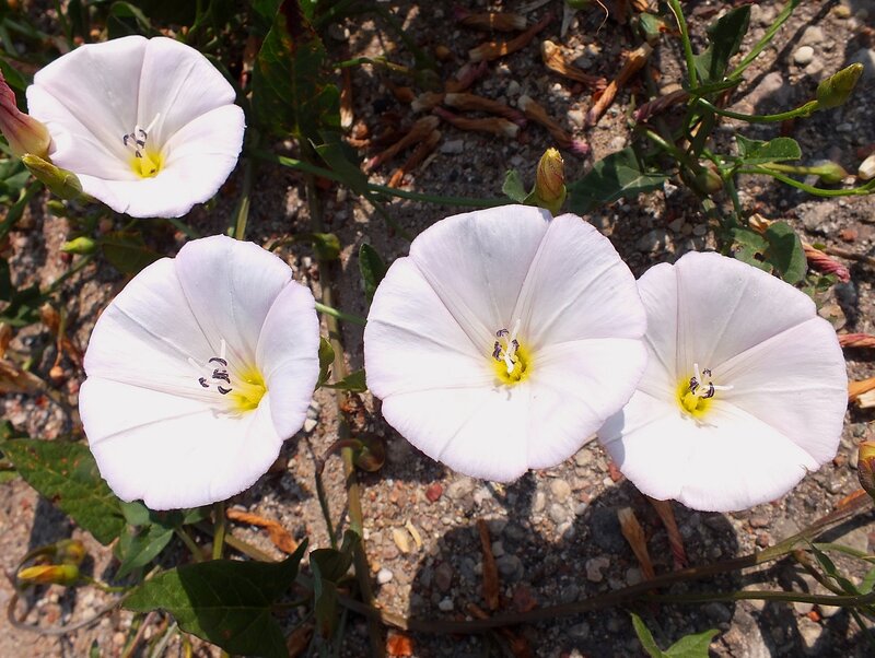 White Bindweed Flowers — Calm