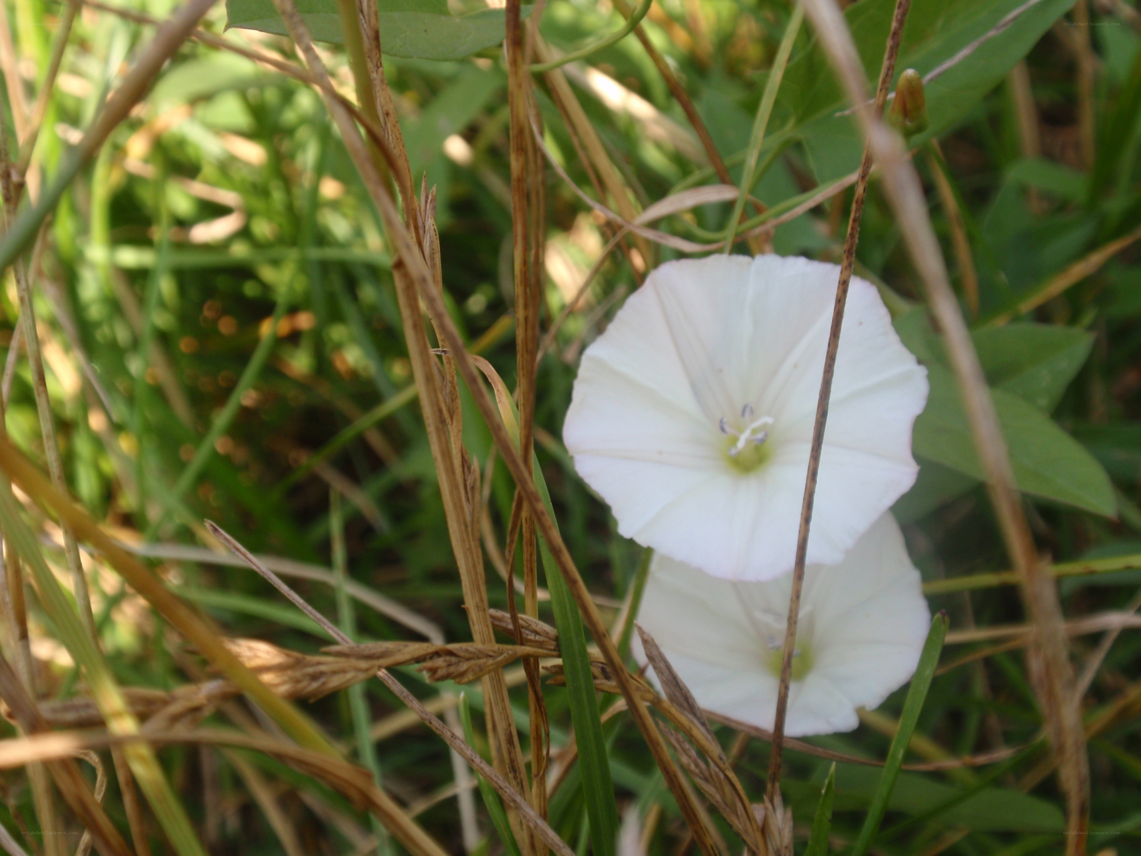 White bindweed flowers in grass