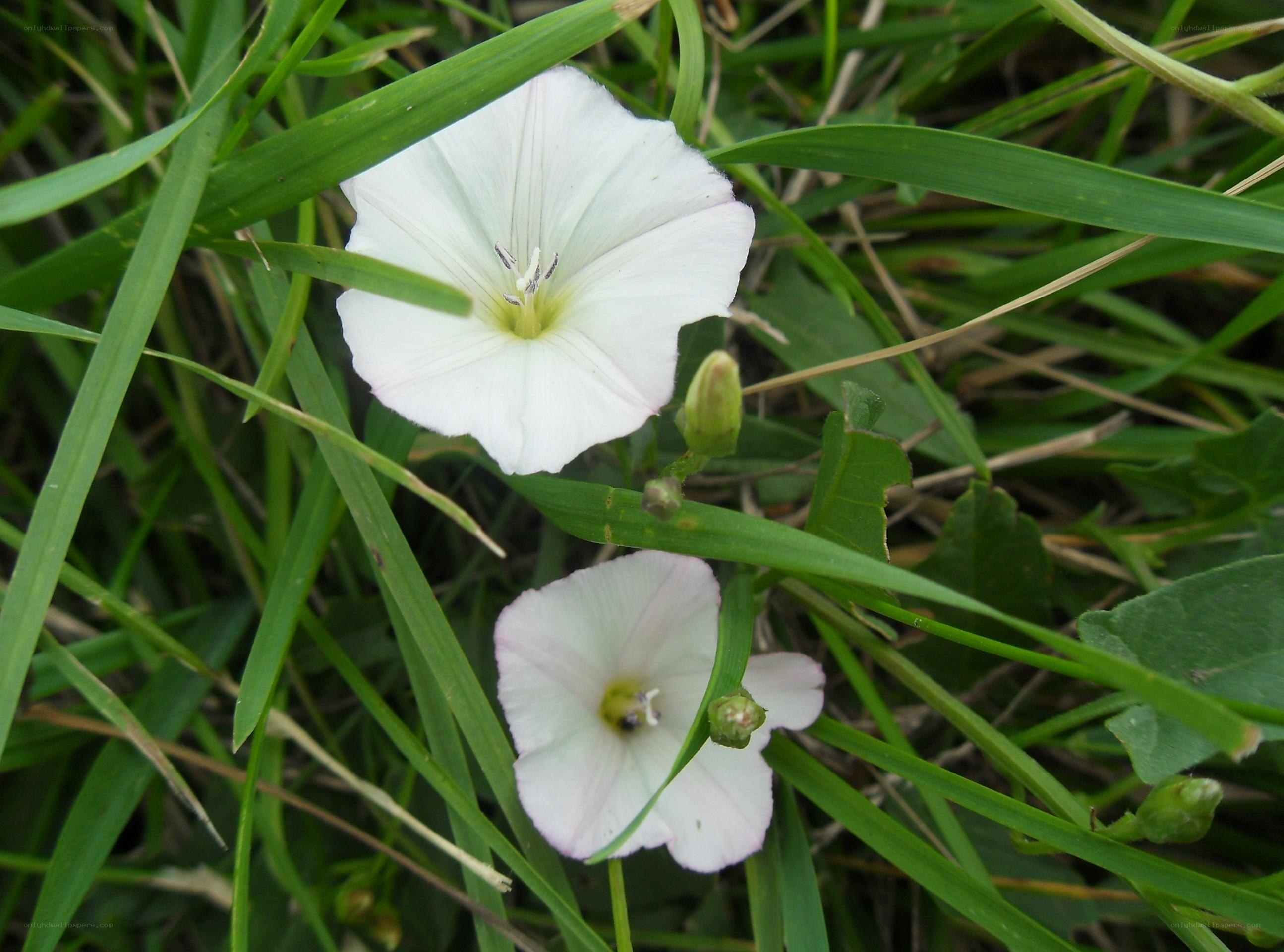white bindweed flowers in grass
