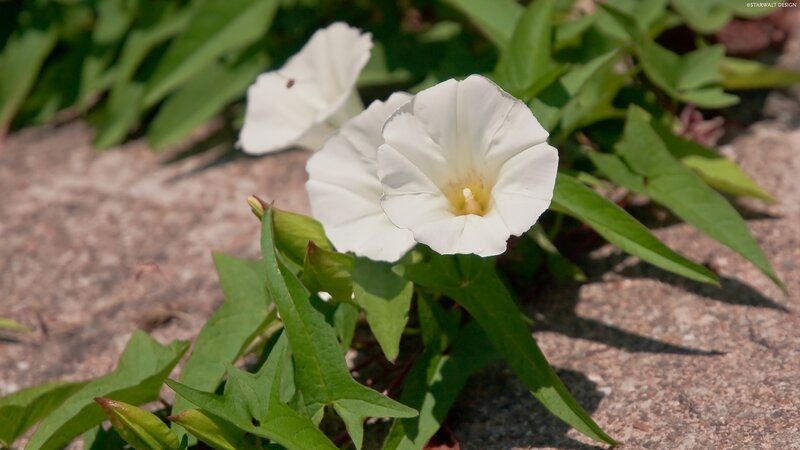 White bindweed flowers in sunlight