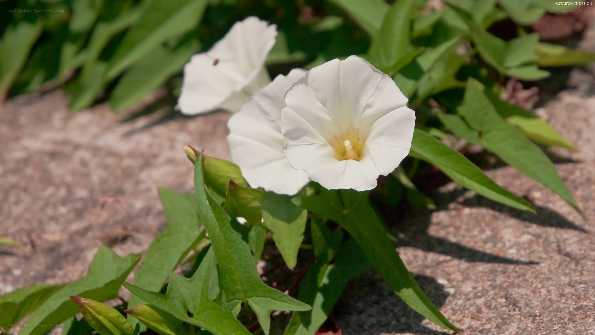 White bindweed flowers in sunlight