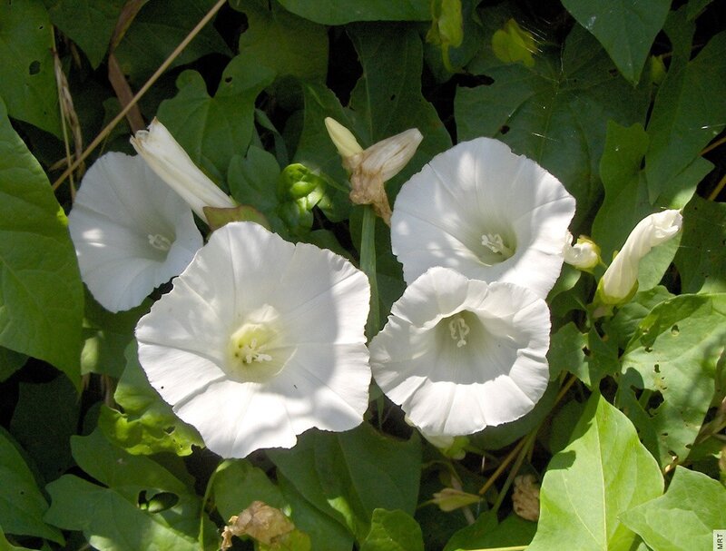 white bindweed flowers