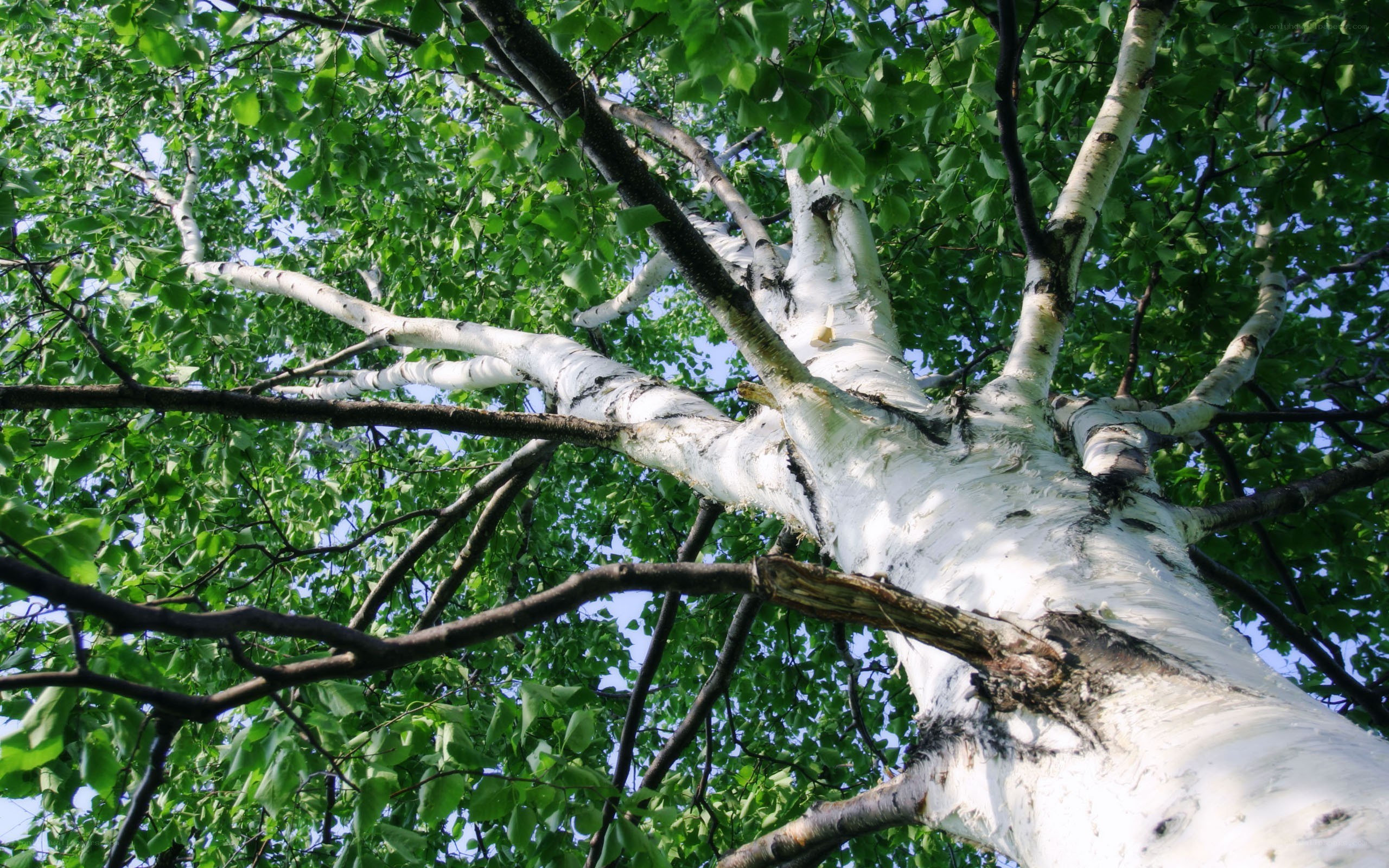 white birch tree canopy