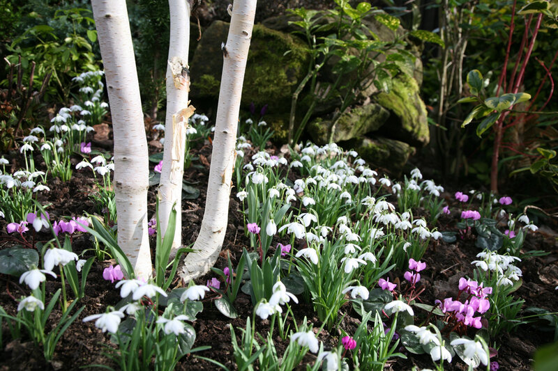 White Birch Trees and Snowdrops