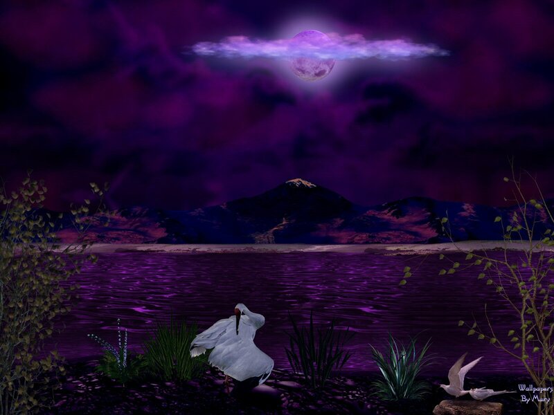 White Bird by Lake — Purple
