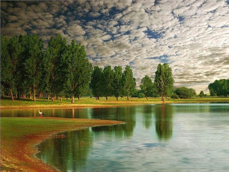 White Bird by Lake